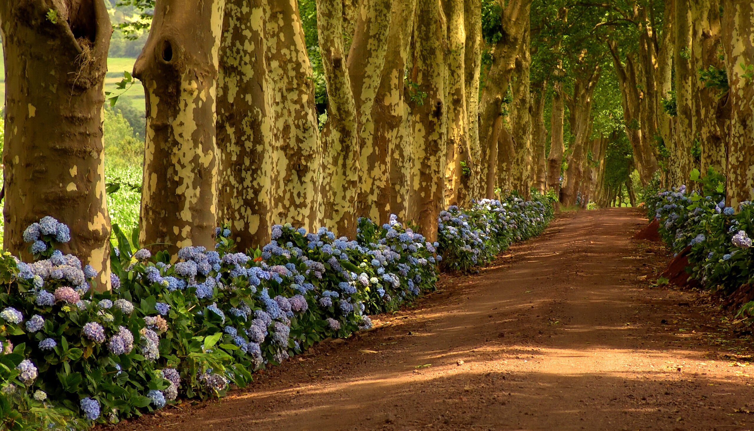 Road - Sao Miguel, Azores